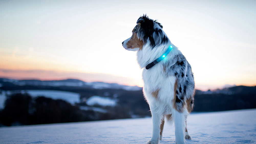 Leuchtie dog collar on sale