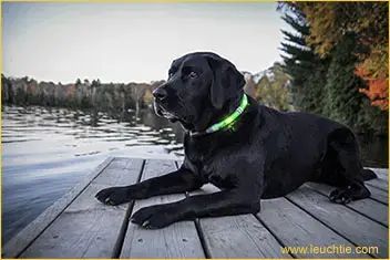 Labrador with LEUCHTIE / Glowdoggie LED dog collar at the lake